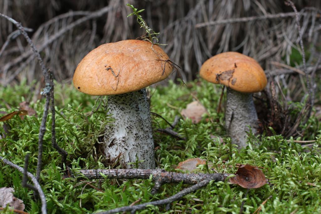 Agroturystyka Sominy Piotr Exterior photo
